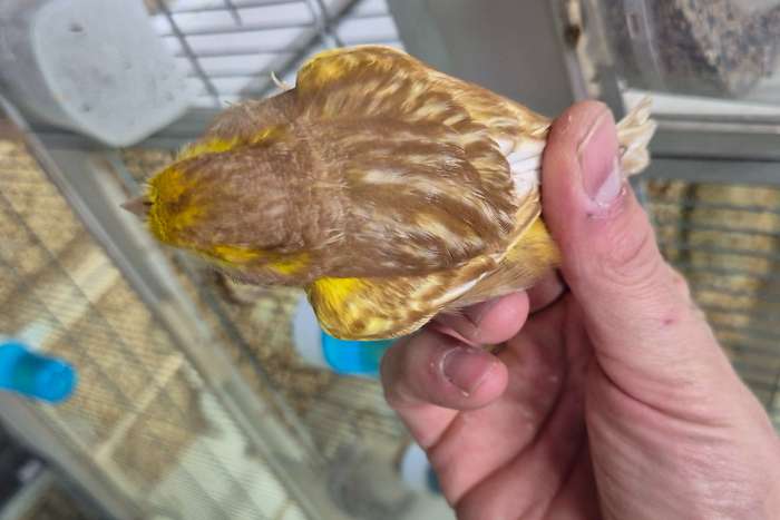 phaeo kleur kanaries