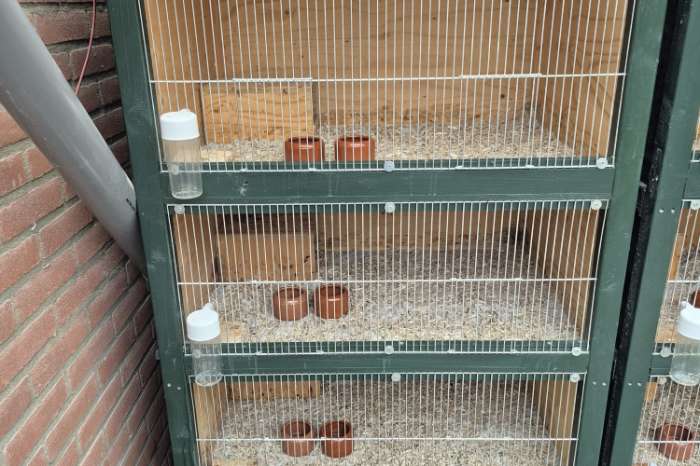 diverse kooien voor kwartels , ander gevogelte of knaagdieren