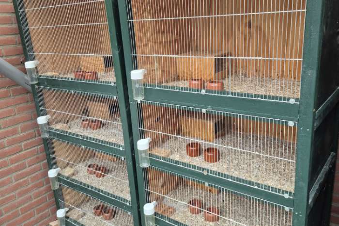 diverse kooien voor kwartels , ander gevogelte of knaagdieren