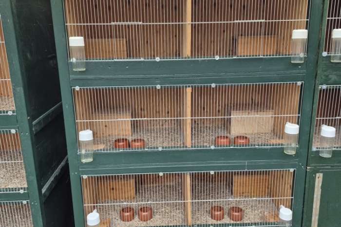 diverse kooien voor kwartels , ander gevogelte of knaagdieren