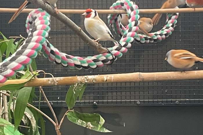 baardman - onverwante koppels van 2025