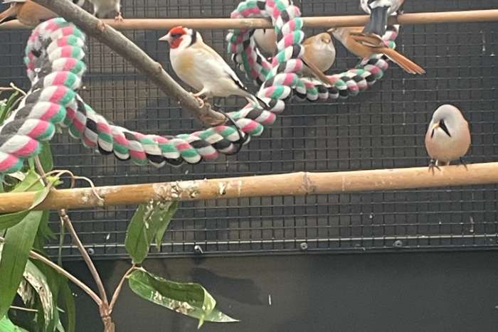 baardman - onverwante koppels van 2025