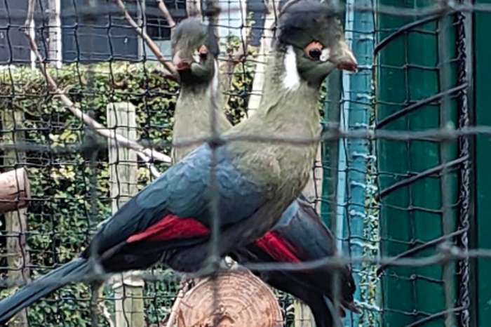 2 - 0 witwangtoerako