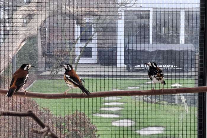 kastanjeruglijster man