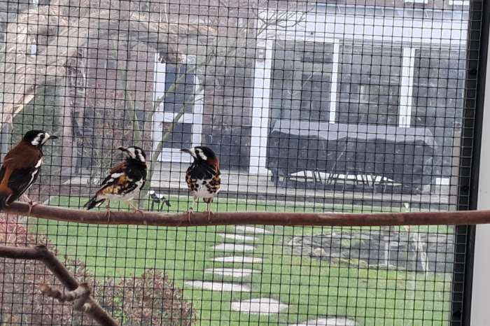 kastanjeruglijster man