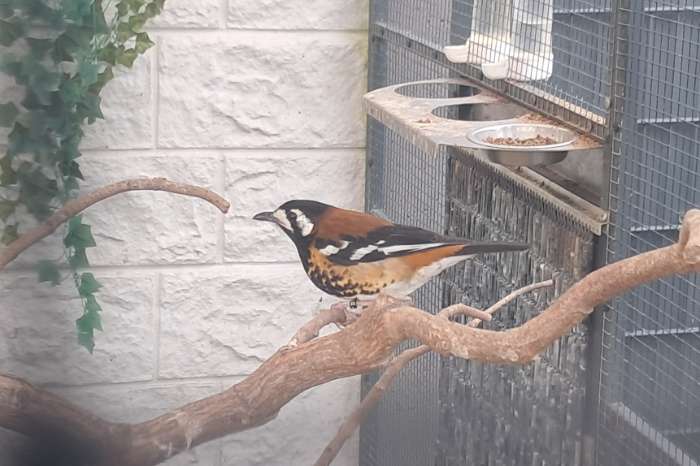 kastanjeruglijster pop