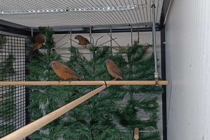 pop braziliaanse blauwe bisschoppen