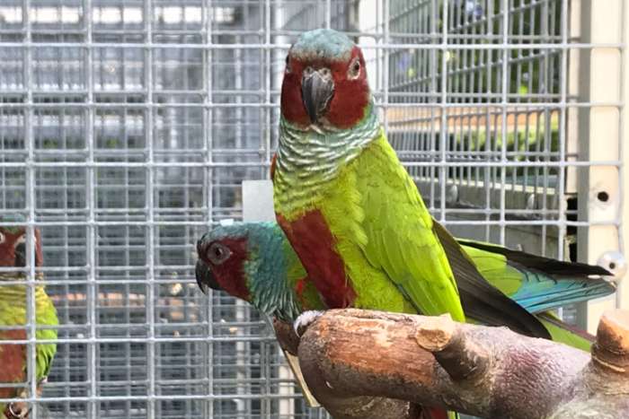 1-1 pyrrhura pfrimeri 2024 en 2025