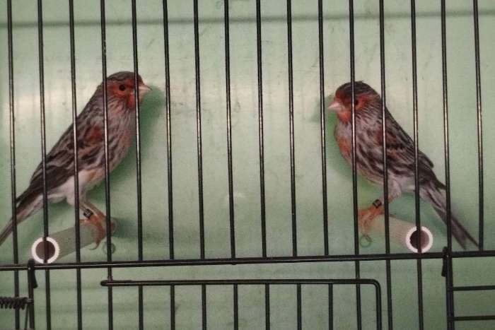 achat und achat topas rot mosaik