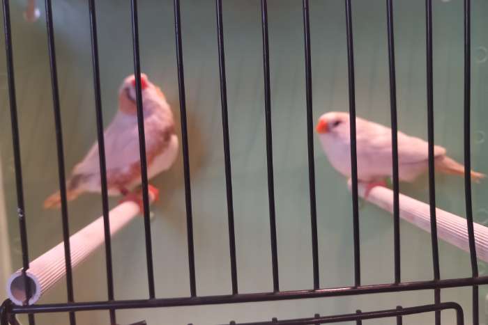 2-2 masker charcoal zebravinken