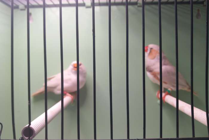 2-2 masker charcoal zebravinken