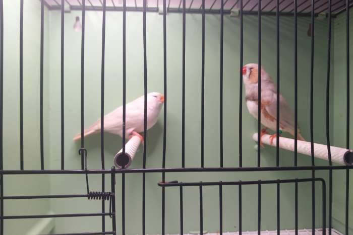 2-2 masker charcoal zebravinken