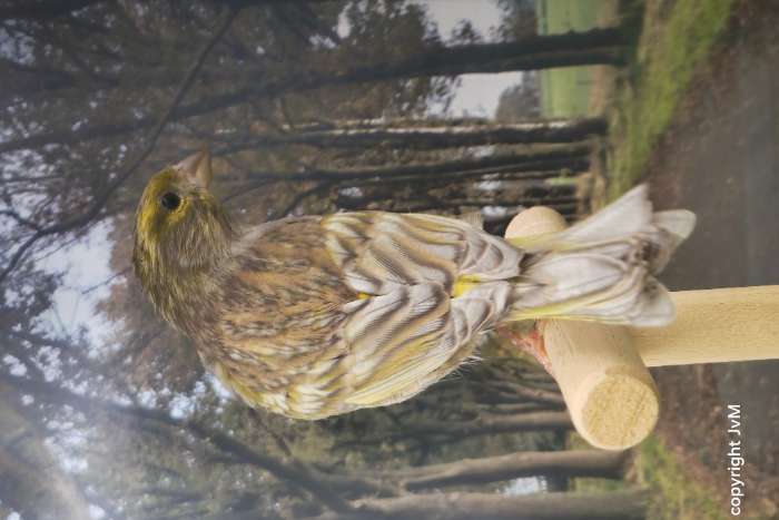 europese kanarie x mozaiek geelagaat jaspis kanarie