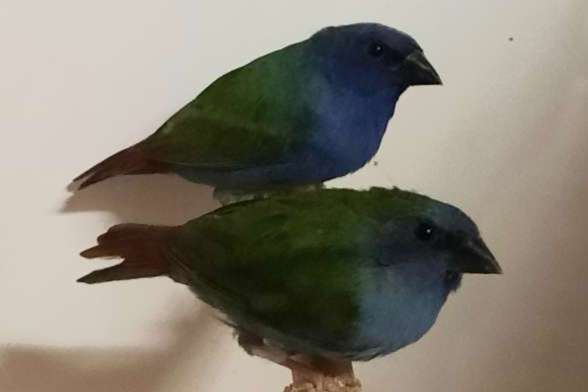 forbes papegaaiamadine