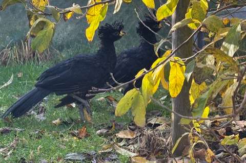 2,0 tuberkelhokko ( crax rubra)