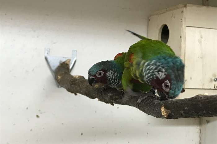 0-1 pyrrhura emma '22