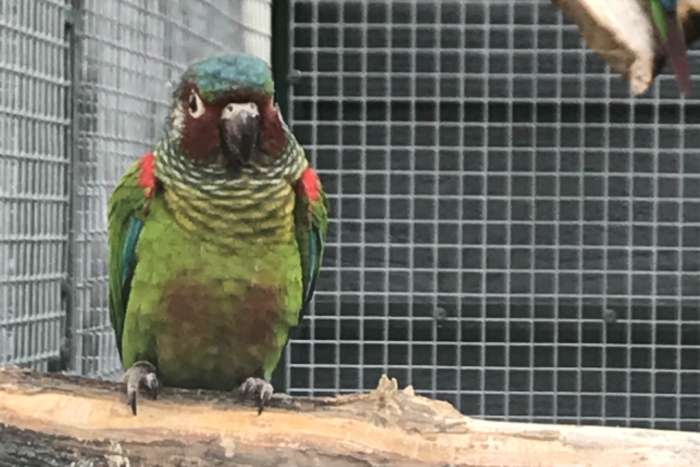 0-1 pyrrhura emma '22