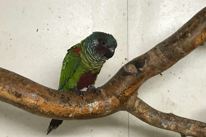 0-1 pyrrhura emma '22