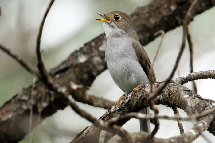 cubaanse solitaire - myadestes elisabeth