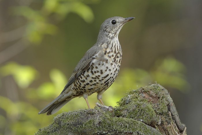 grote lijsters - turdus viscivorus