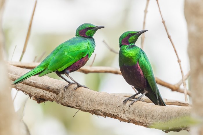 emerald glanspreeuw - lamprotornis iris