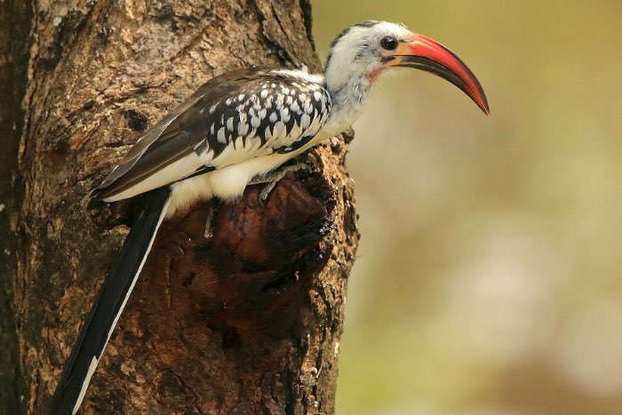 roodsnavel tok - tockus erythrorynchus