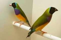 diamant gouldamandine