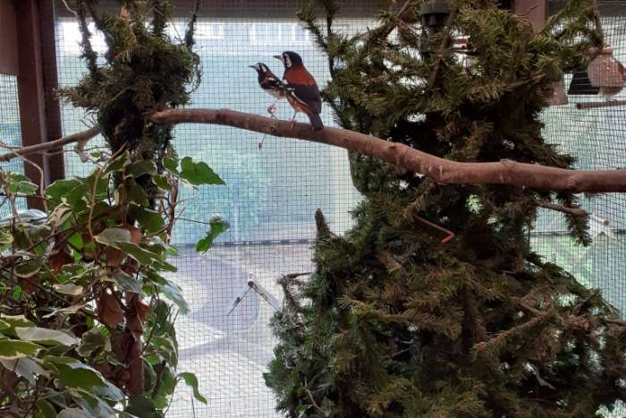 kastanjeruglijsters - koppel