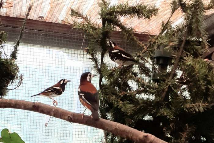 kastanjeruglijsters - koppel