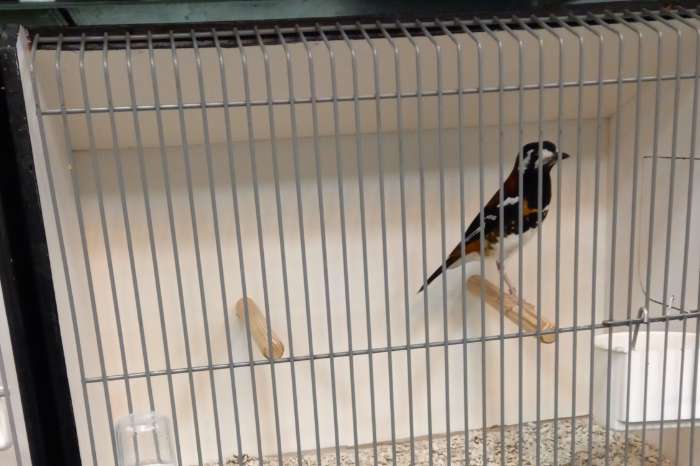 kastanjeruglijster - pop