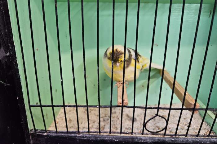 glosters diverse kleuren