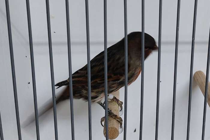 zwart rood mozaiek poppen