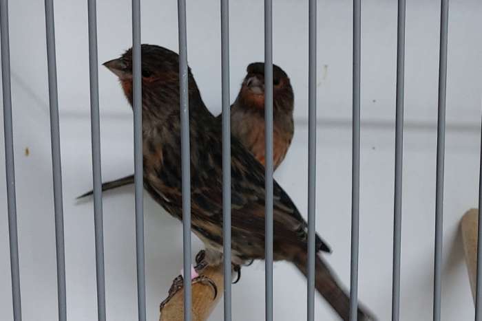 zwart rood mozaiek poppen