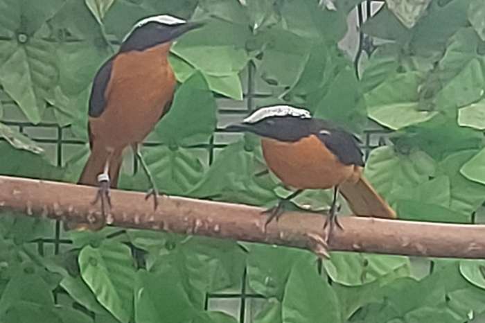 kweekkoppel schubkaplawaaimakers