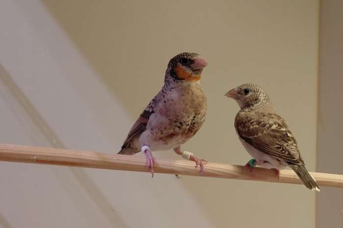 koppel bandvinken geelband 2025