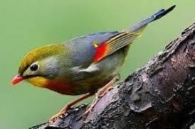 japanse nachtegaal man gezocht