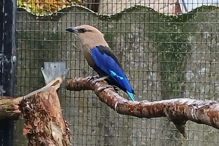 kweekkoppel blauwbuik scharelaars