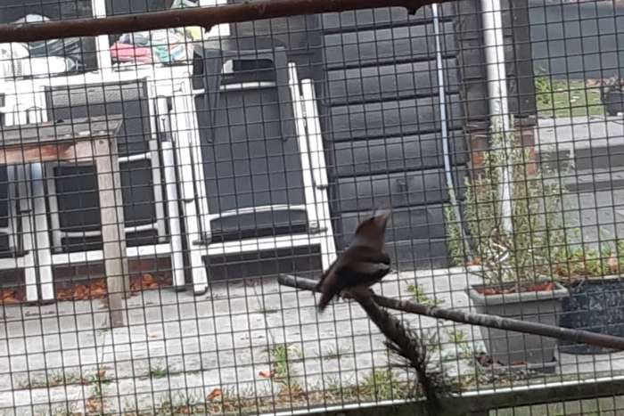 europese appelvink man