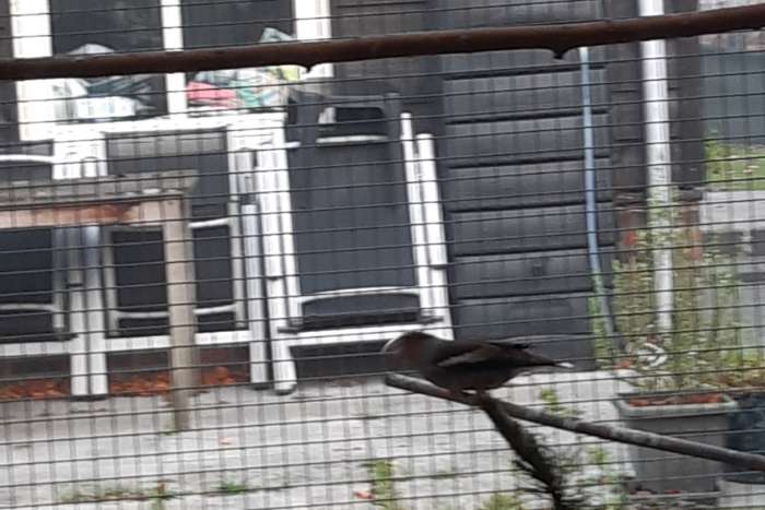 europese appelvink man