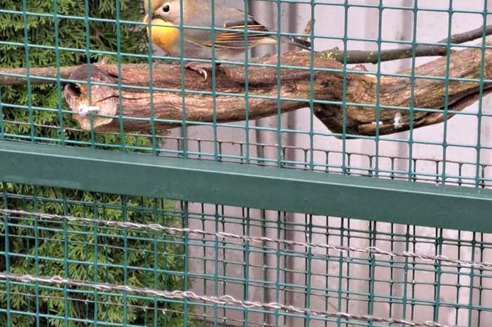 japanse nachtegaal pop