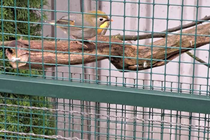 japanse nachtegaal pop