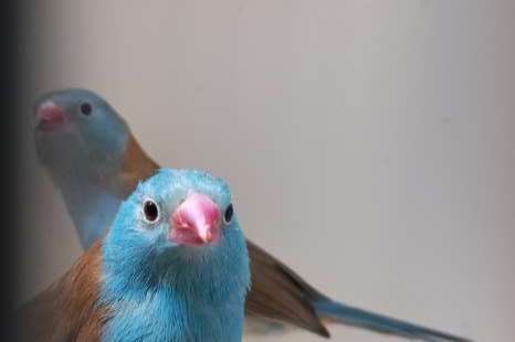 blauwkop blauwfazantjes