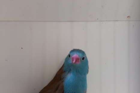 blauwkop blauwfazantjes