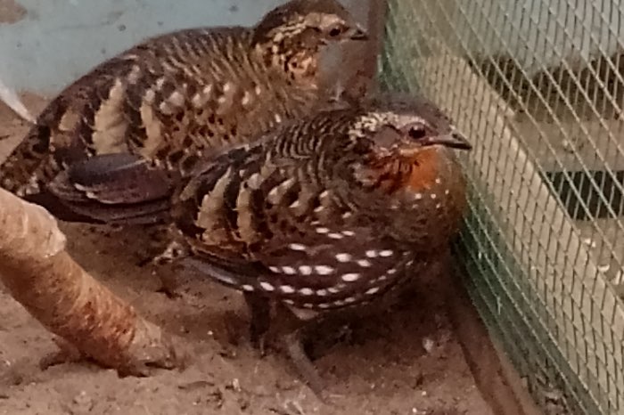 0-1 heuvelpatrijs 2025