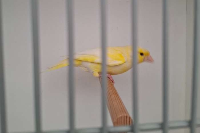 satinet groenling man