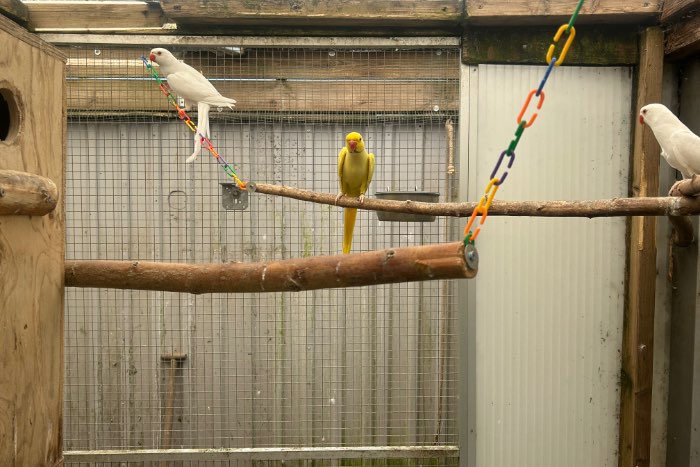 koppel halsband parkieten