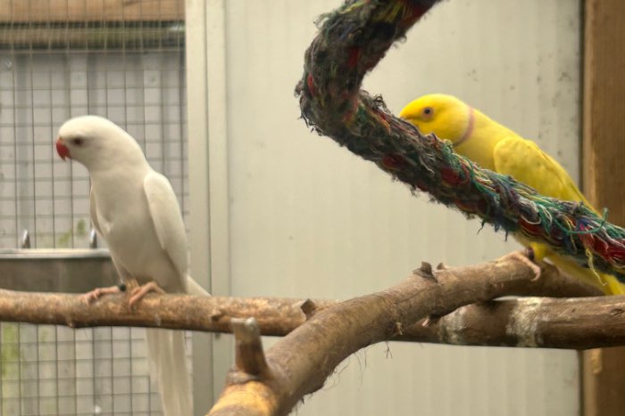 koppel halsband parkieten