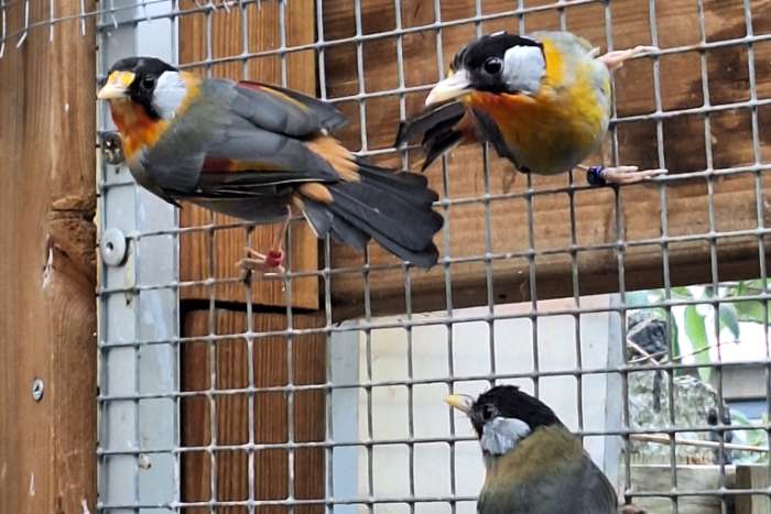 zilveroor nachtegalen