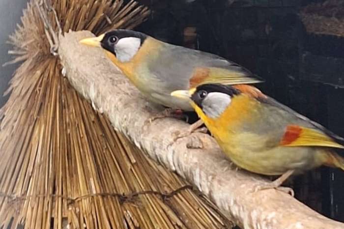 zilveroor nachtegalen