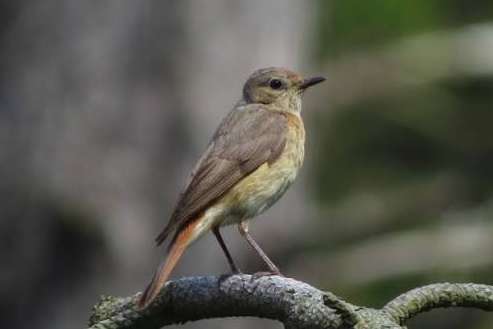 0-1 gekraagde roodstaart